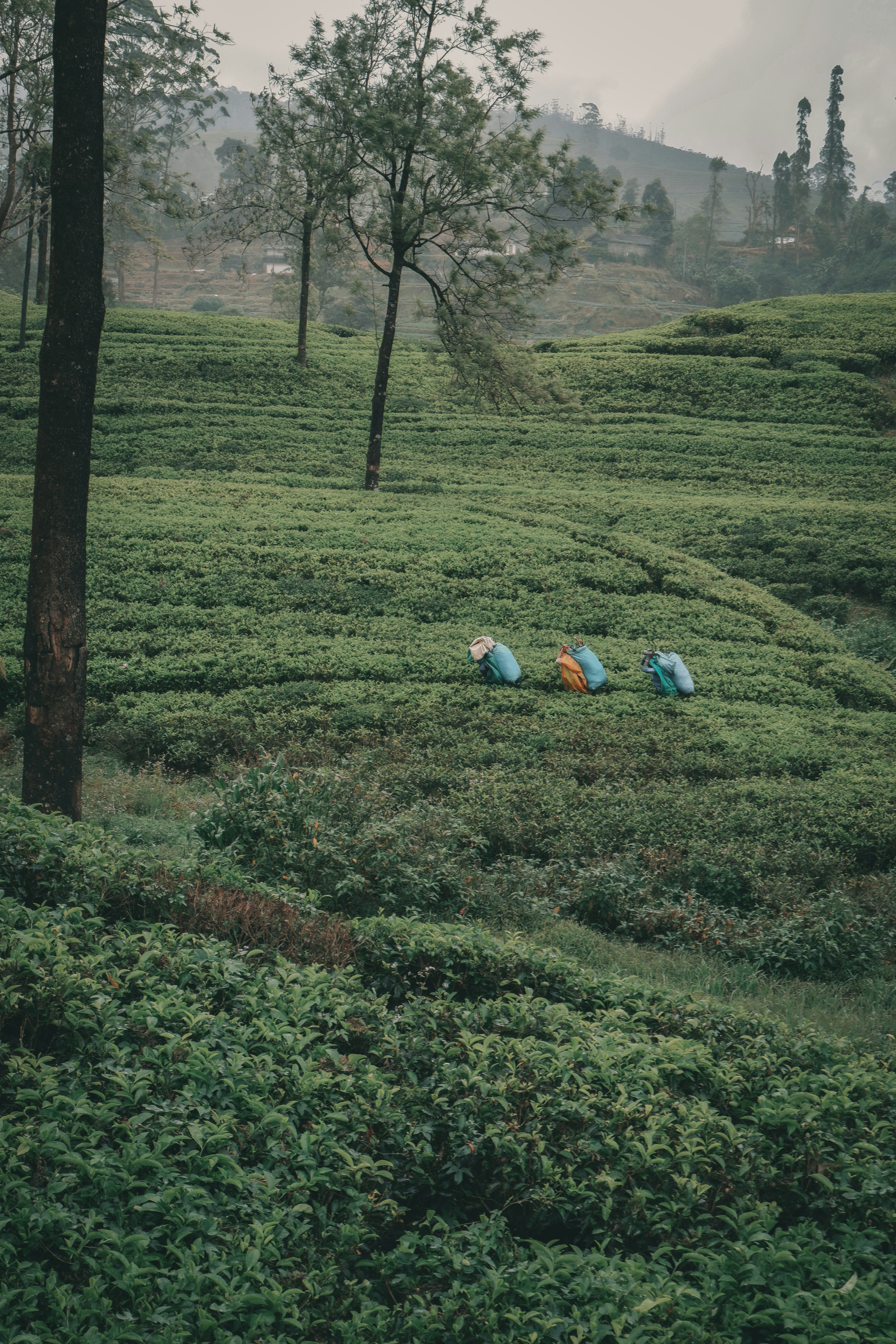 a couple of tents that are in the grass