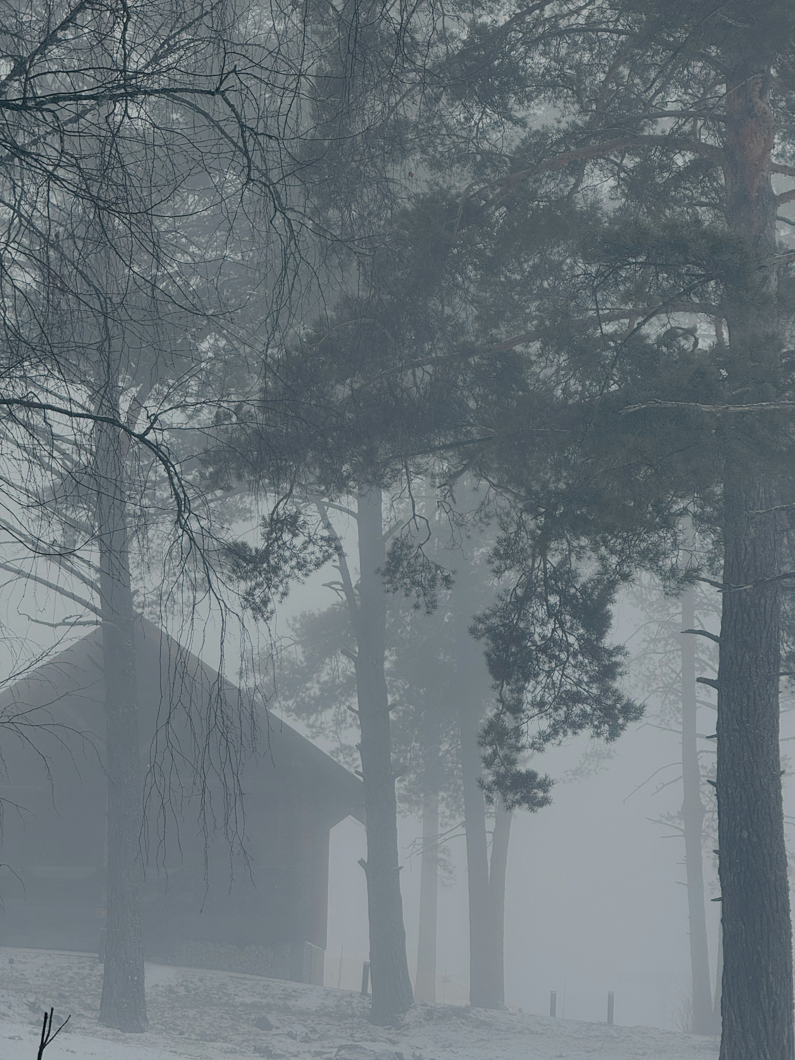 a cabin in the woods on a foggy day