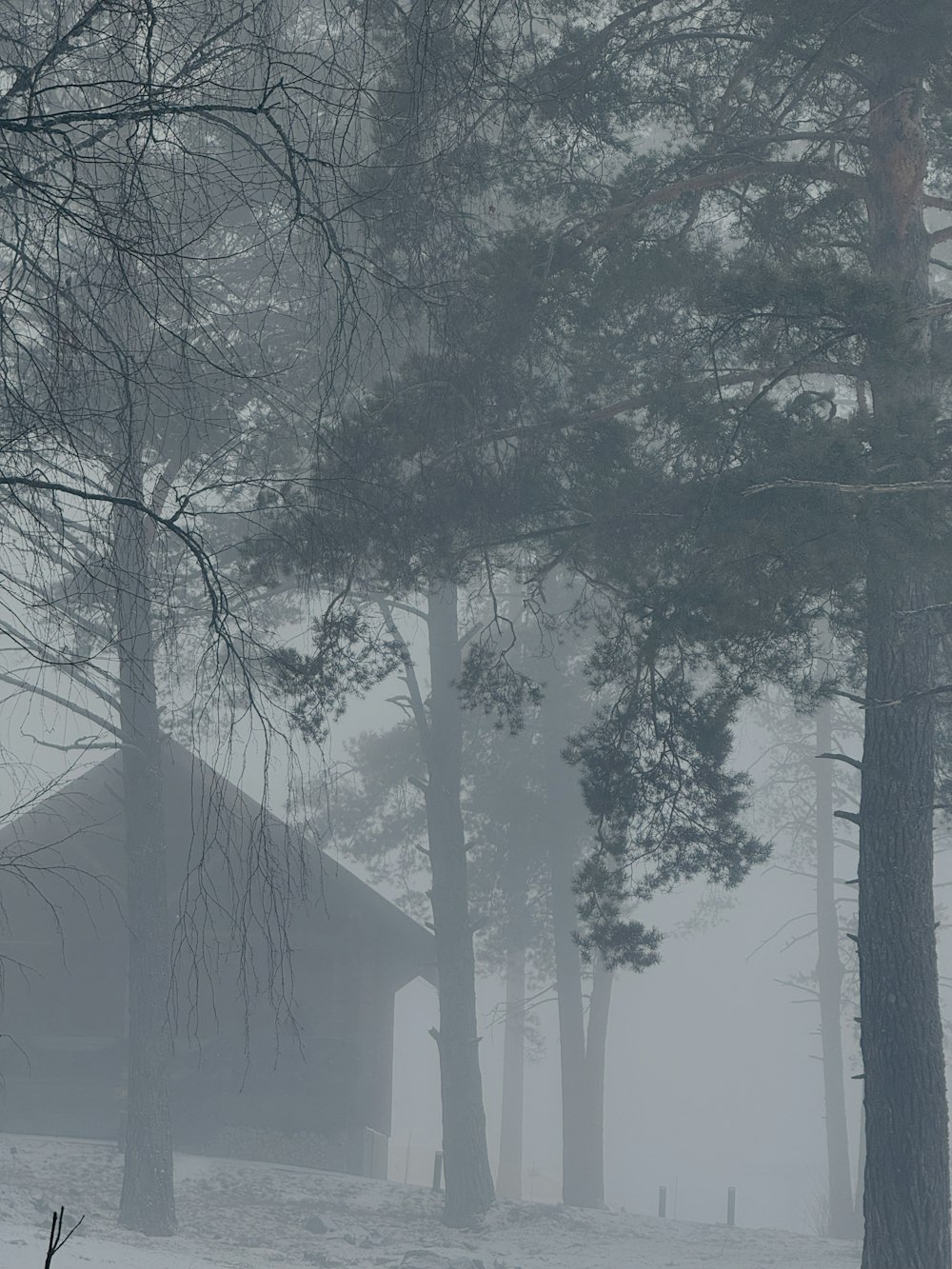 a cabin in the woods on a foggy day