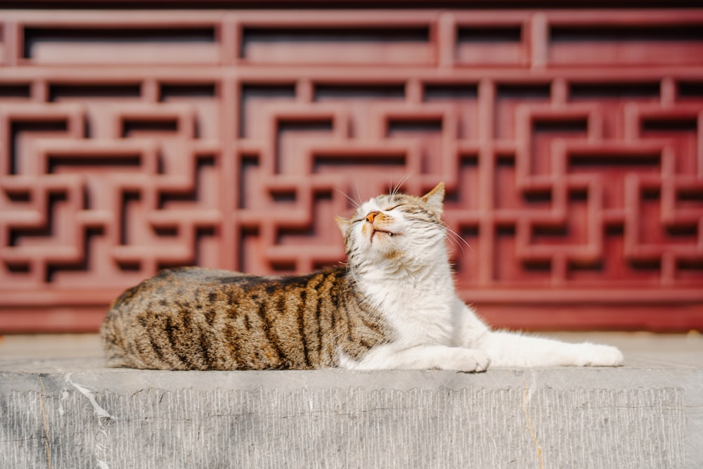 a cat sitting on a ledge looking up