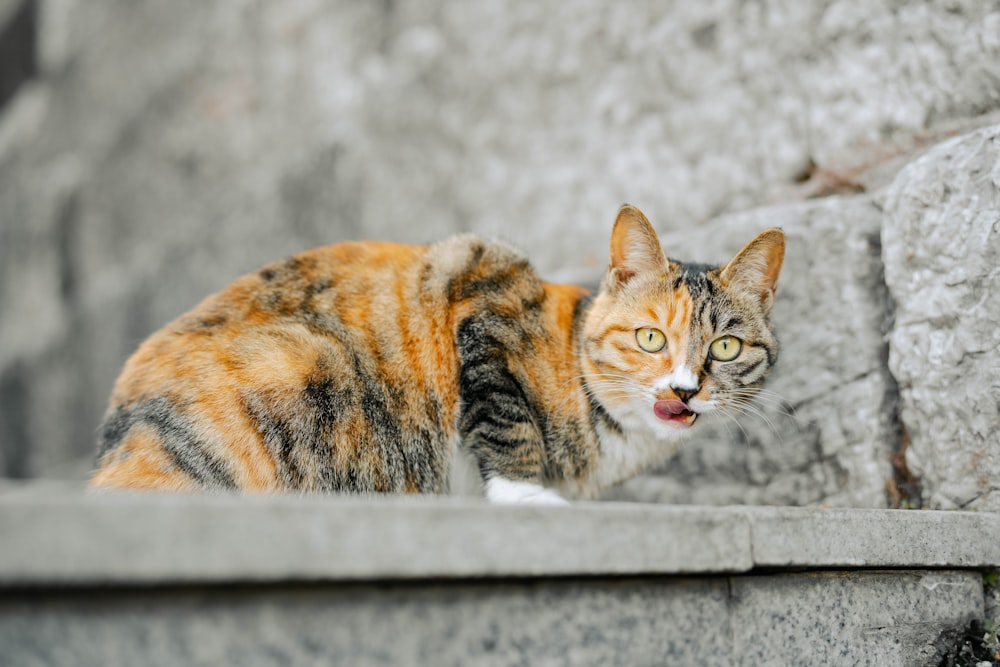 a cat sitting on a ledge with its mouth open