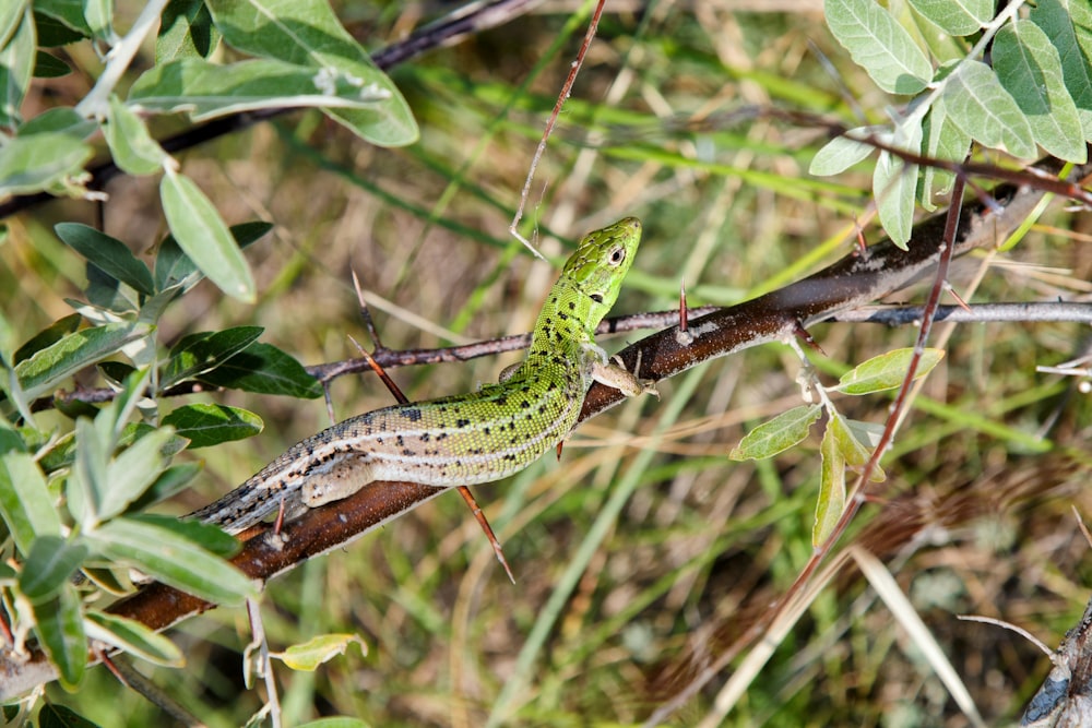 a green and white lizard sitting on a branch