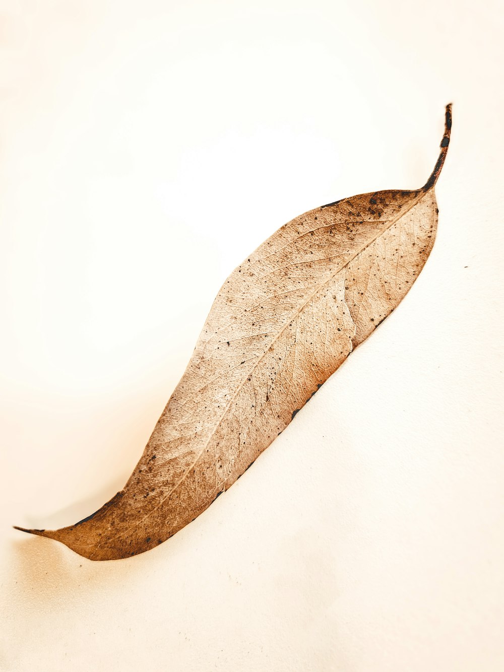 a single brown leaf on a white background