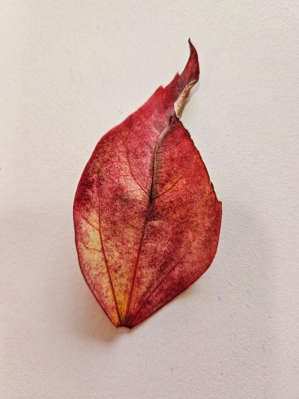 a single red leaf on a white surface