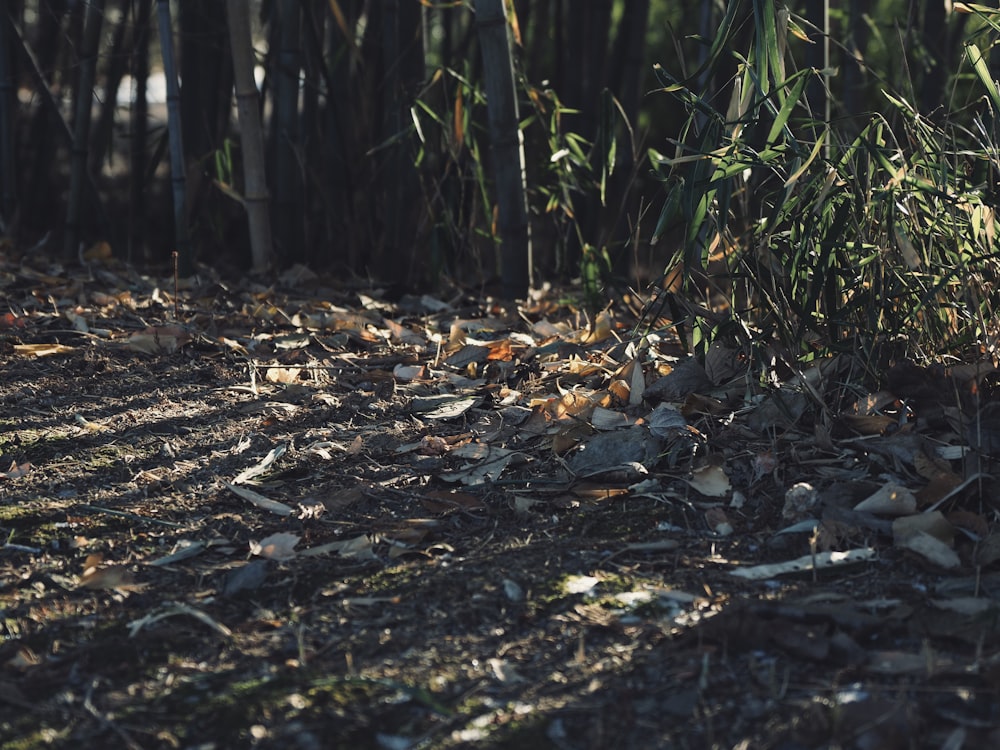 a bird is standing in the middle of a field