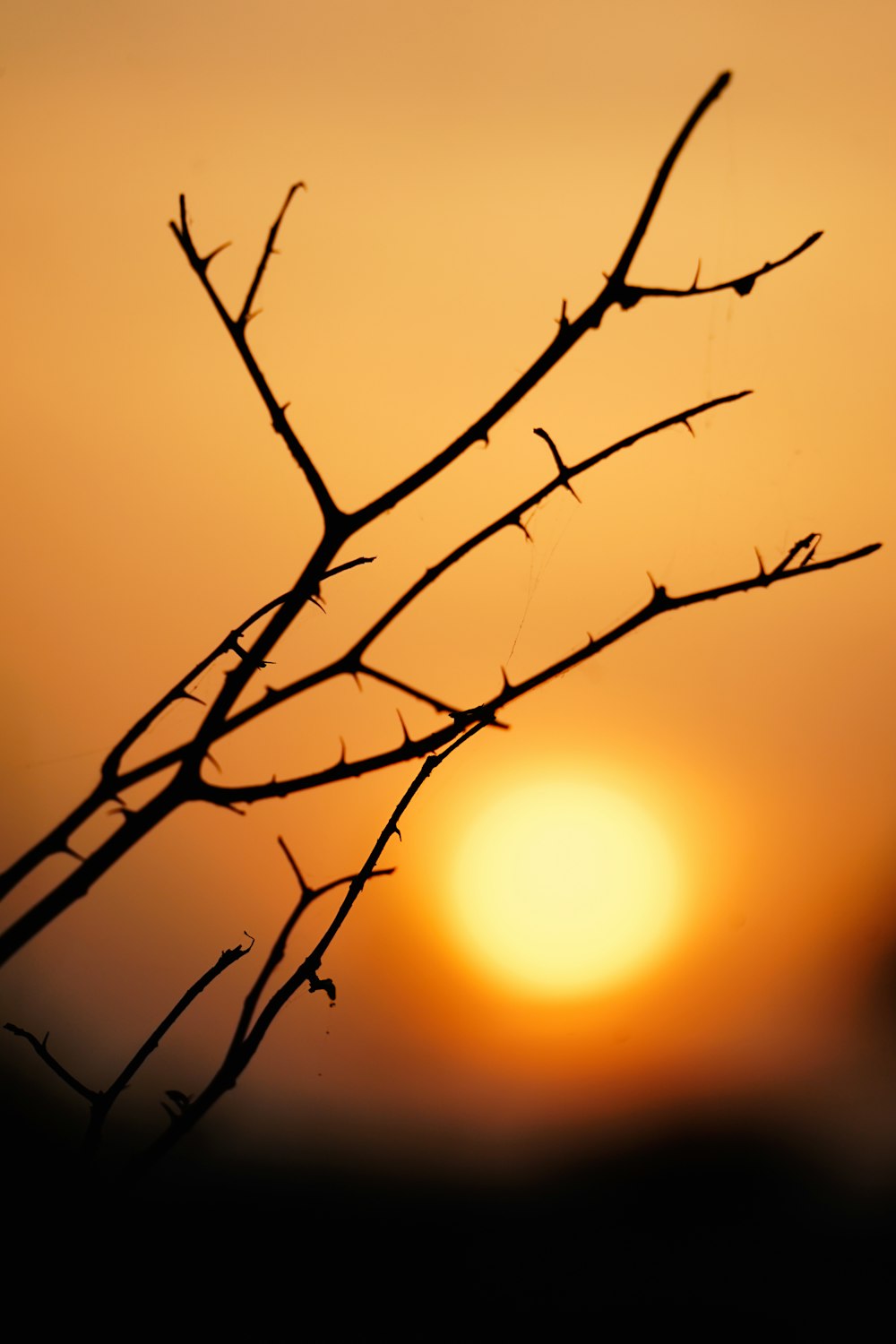 the sun is setting behind a tree branch