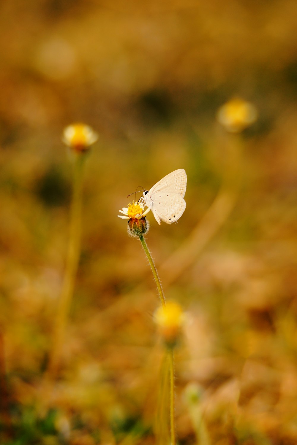 a white butterfly sitting on top of a yellow flower