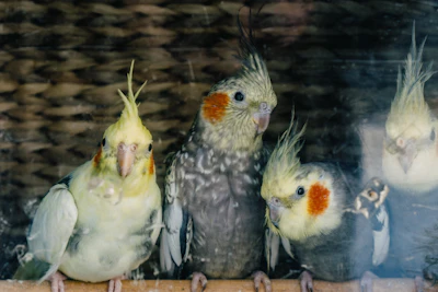 a group of birds sitting on top of a window sill