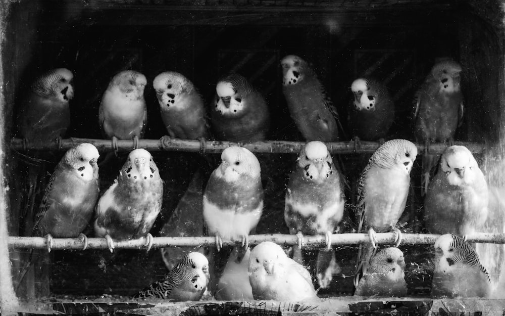 a black and white photo of a bunch of birds