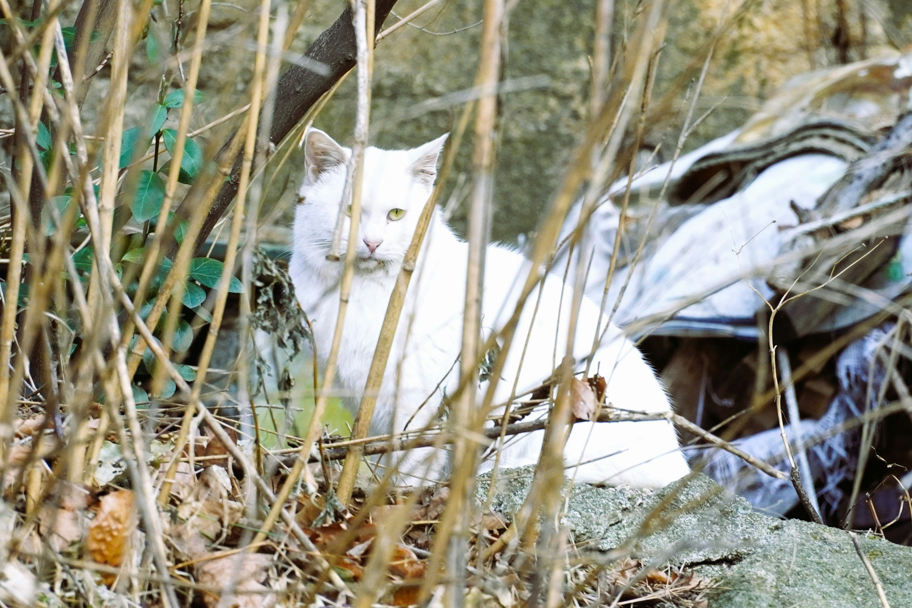 a white cat laying on top of a rock
