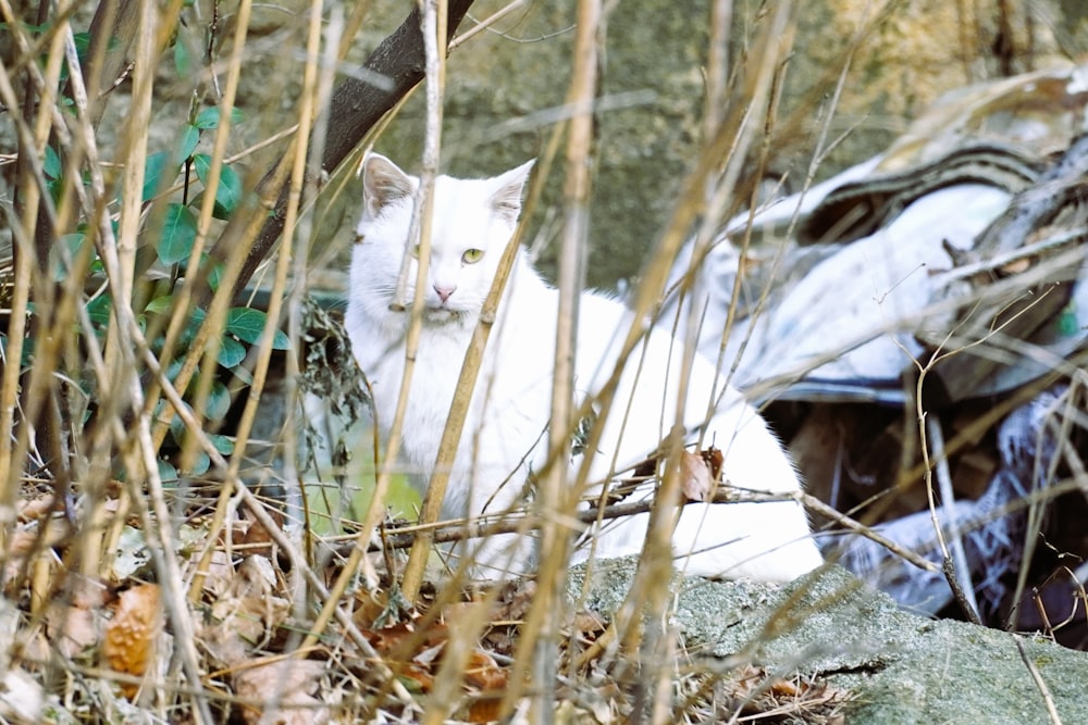 a white cat laying on top of a rock