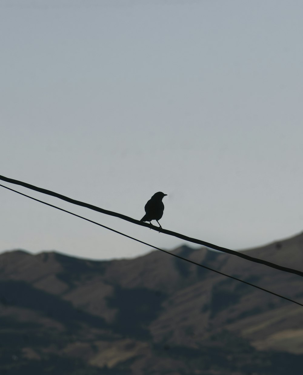a black bird sitting on a wire with mountains in the background