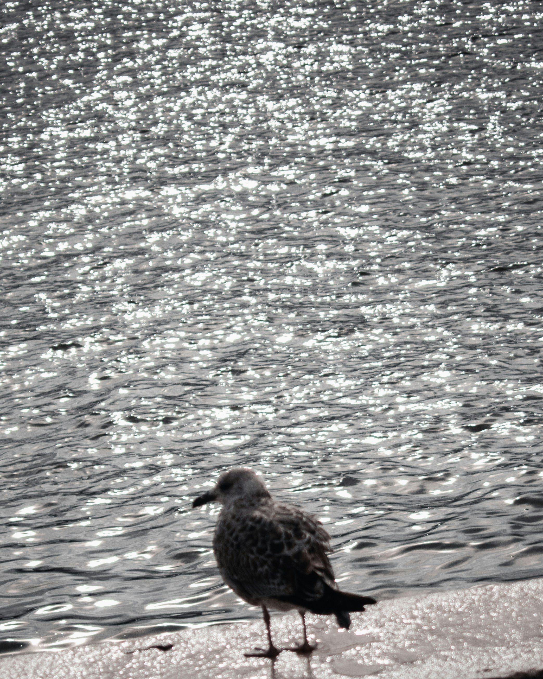 Photo by sebaslaverde_nkn
