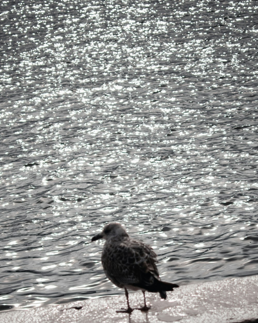 a seagull standing on the edge of the water