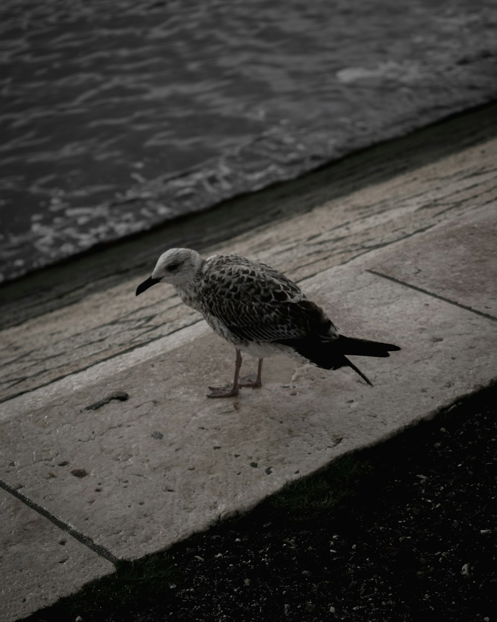 a seagull is standing on the concrete near the water