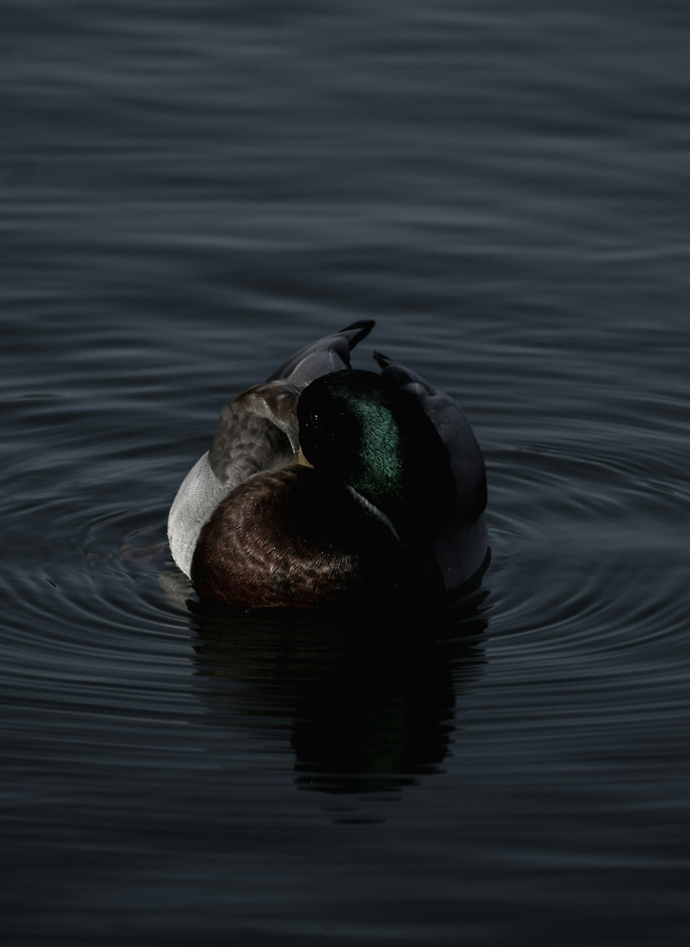 a duck floating on top of a body of water