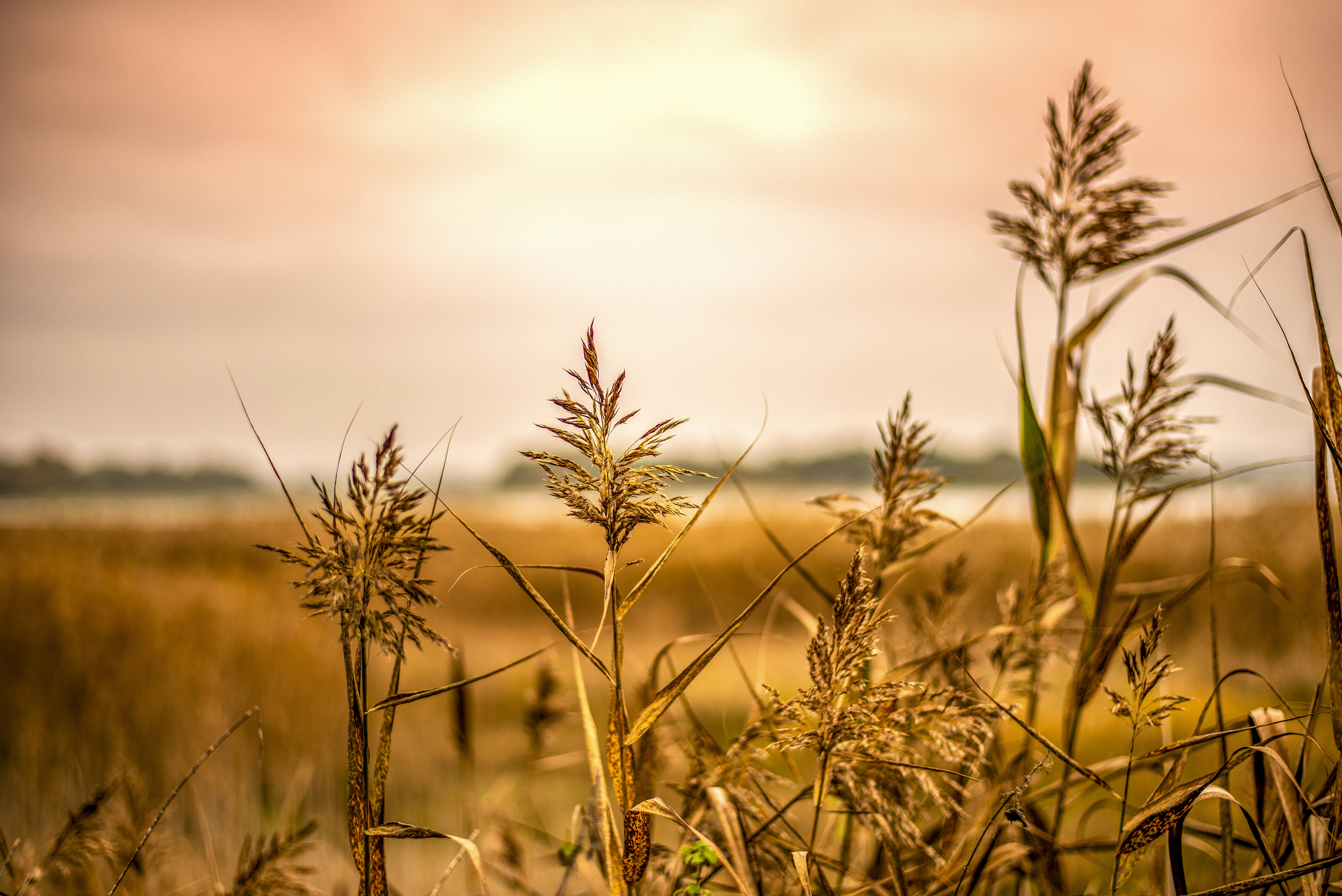 a field of tall grass under a cloudy sky