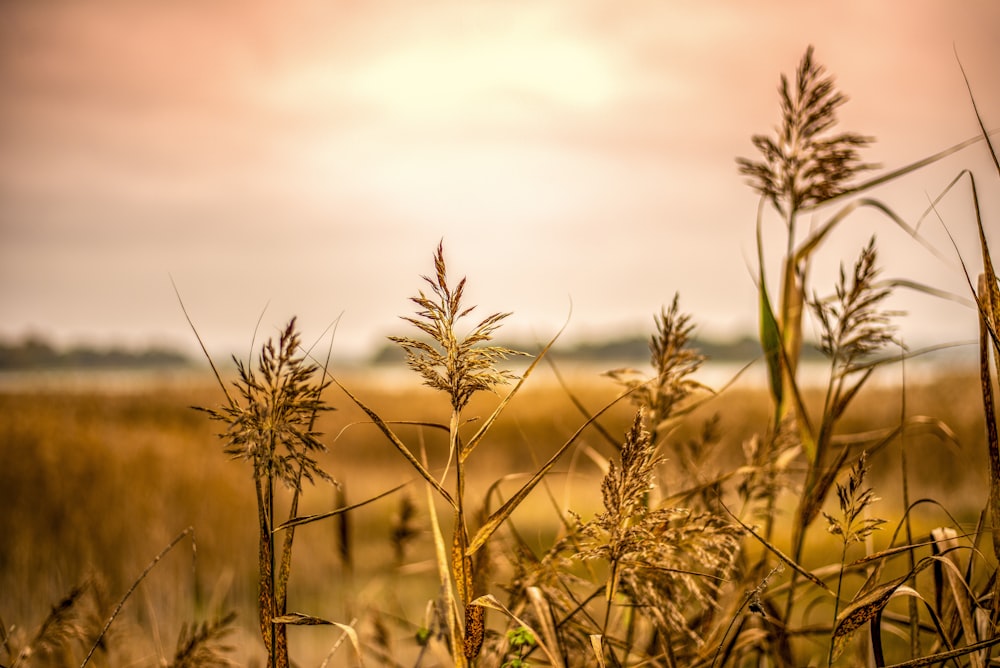 a field of tall grass under a cloudy sky