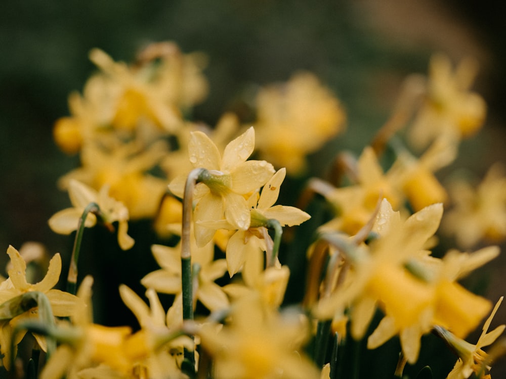 a bunch of yellow flowers that are blooming