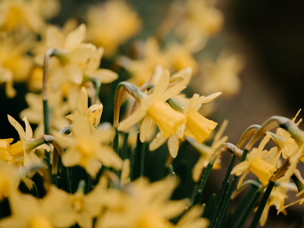 a bunch of yellow flowers with green stems