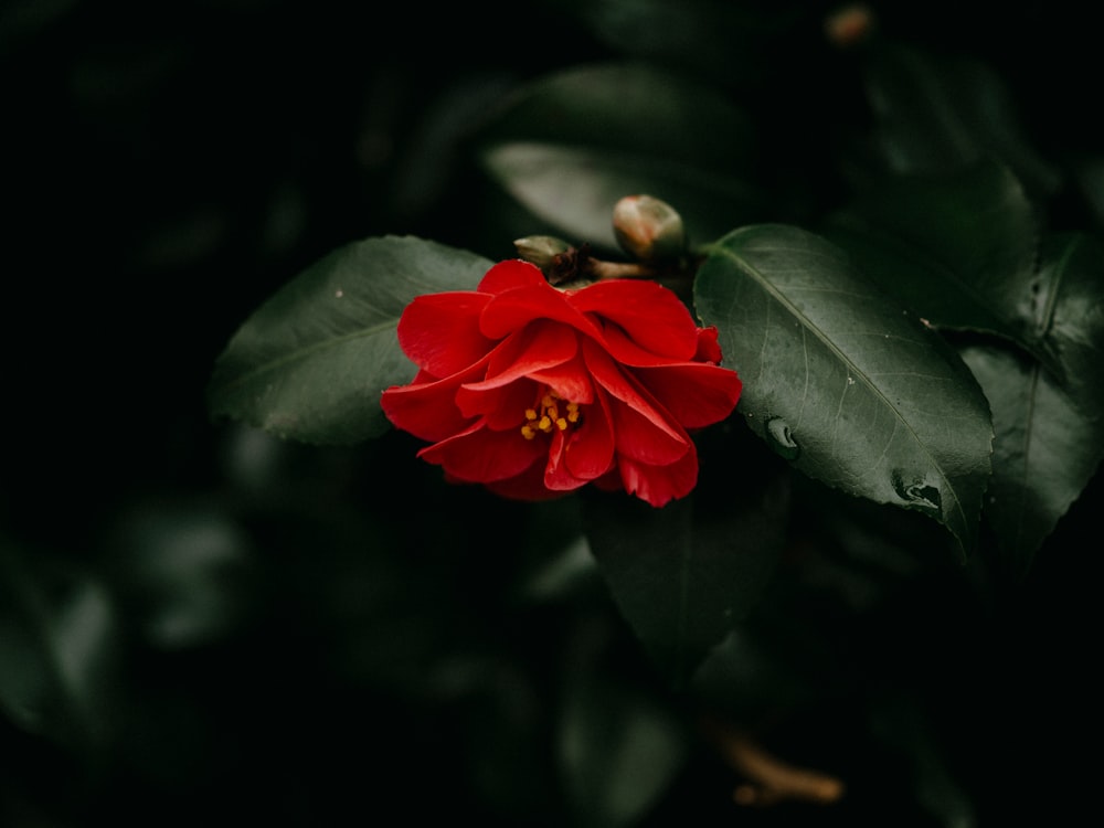 a red flower with green leaves in the background