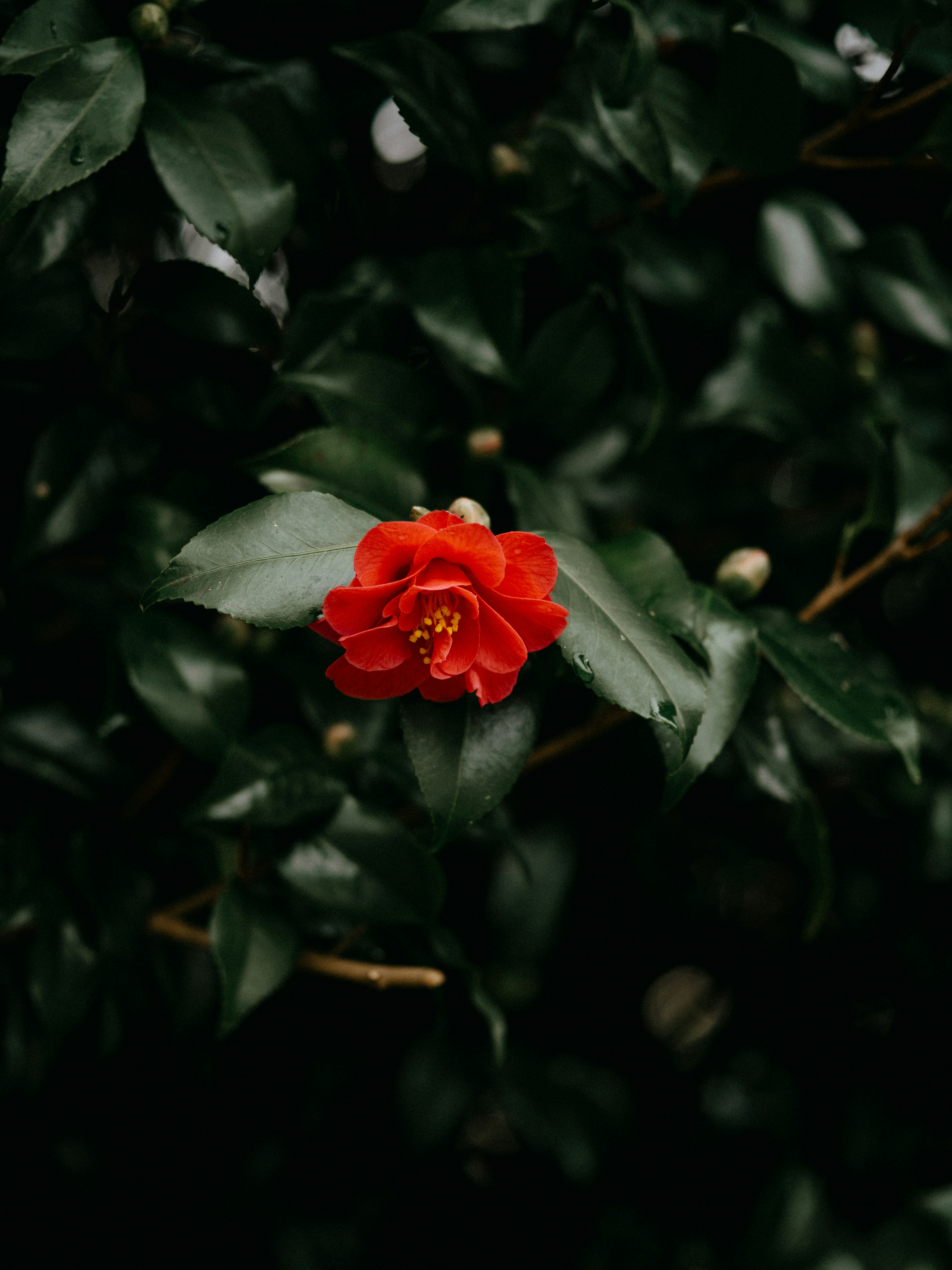 Photo by anniespratt