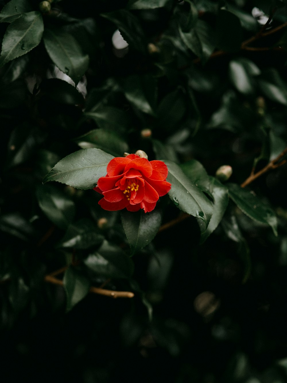 a red flower with green leaves in the background