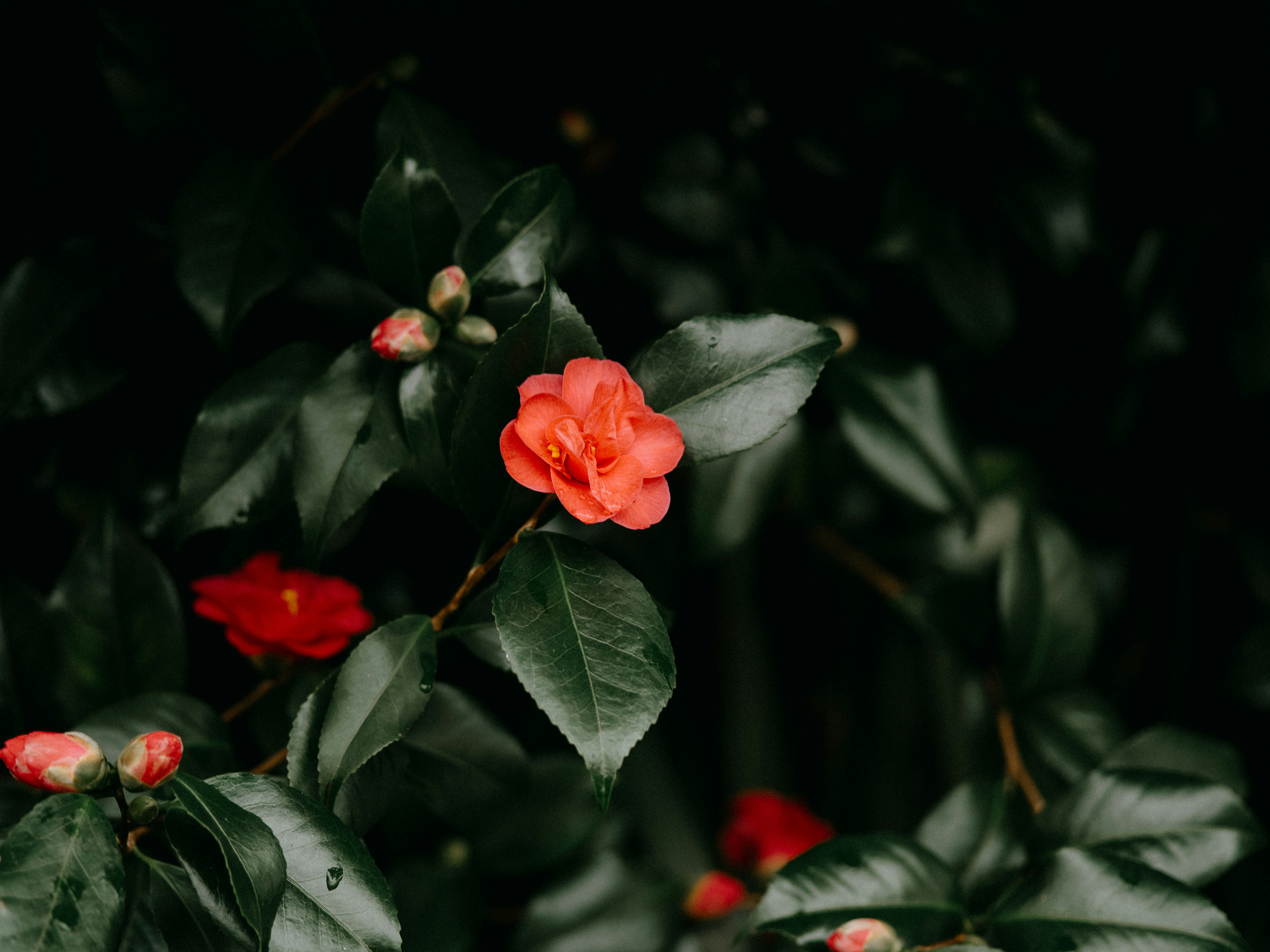 Photo by anniespratt