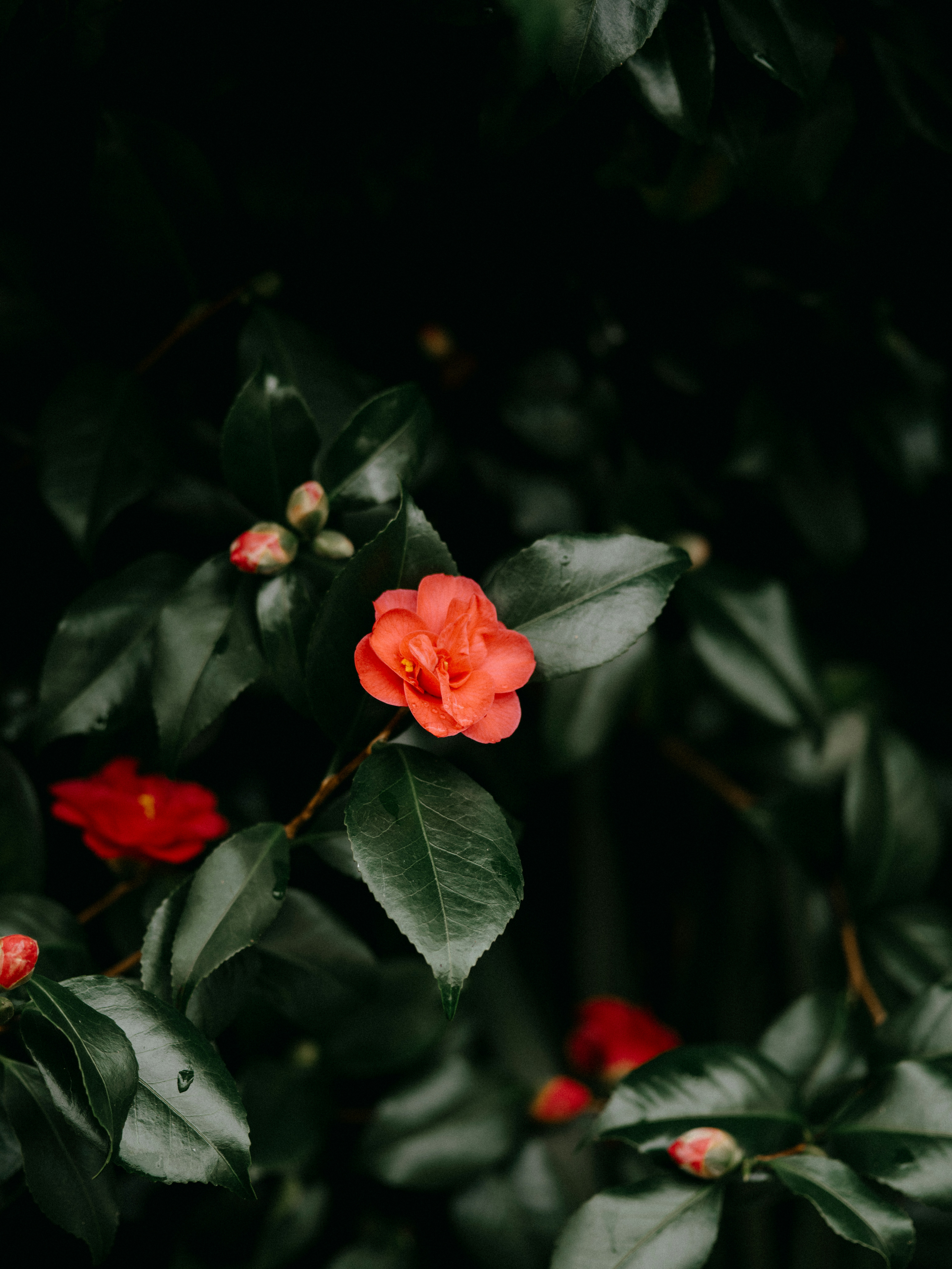 Photo by anniespratt