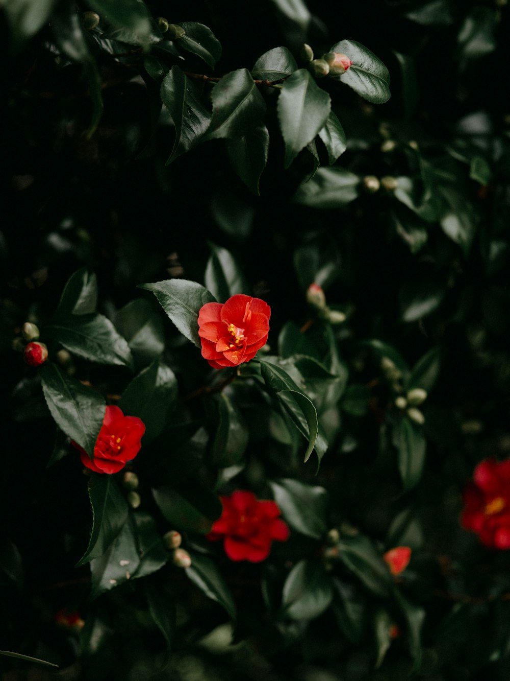 a group of red flowers growing on top of a tree