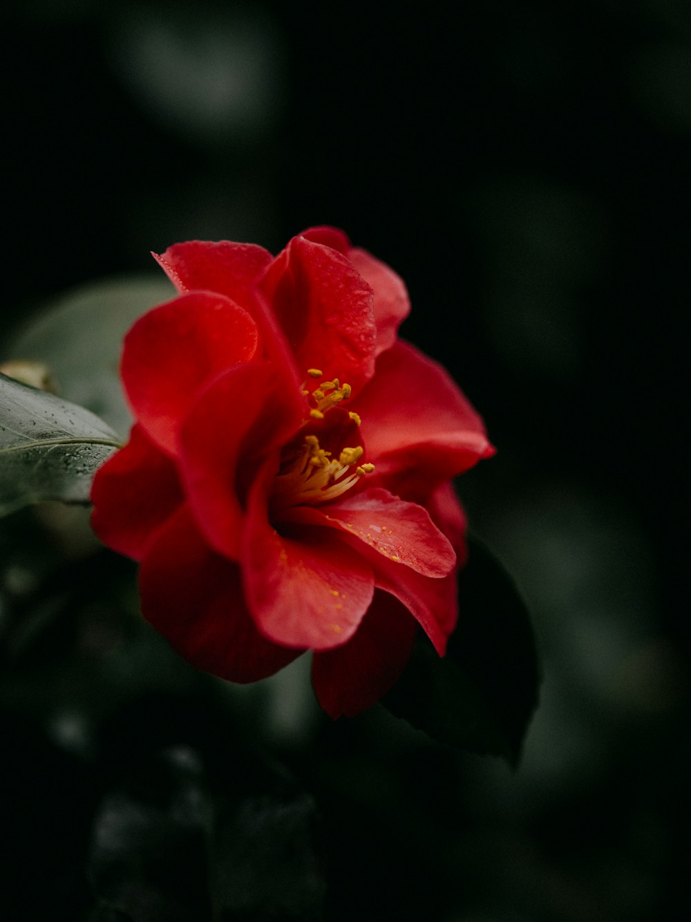 a red flower with green leaves in the background