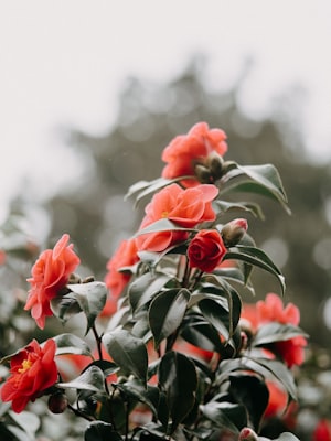 Camellia Crimson King