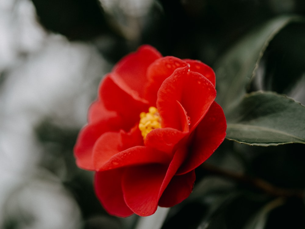 a close up of a red flower with green leaves