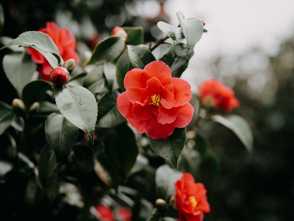 a close up of a red flower on a tree