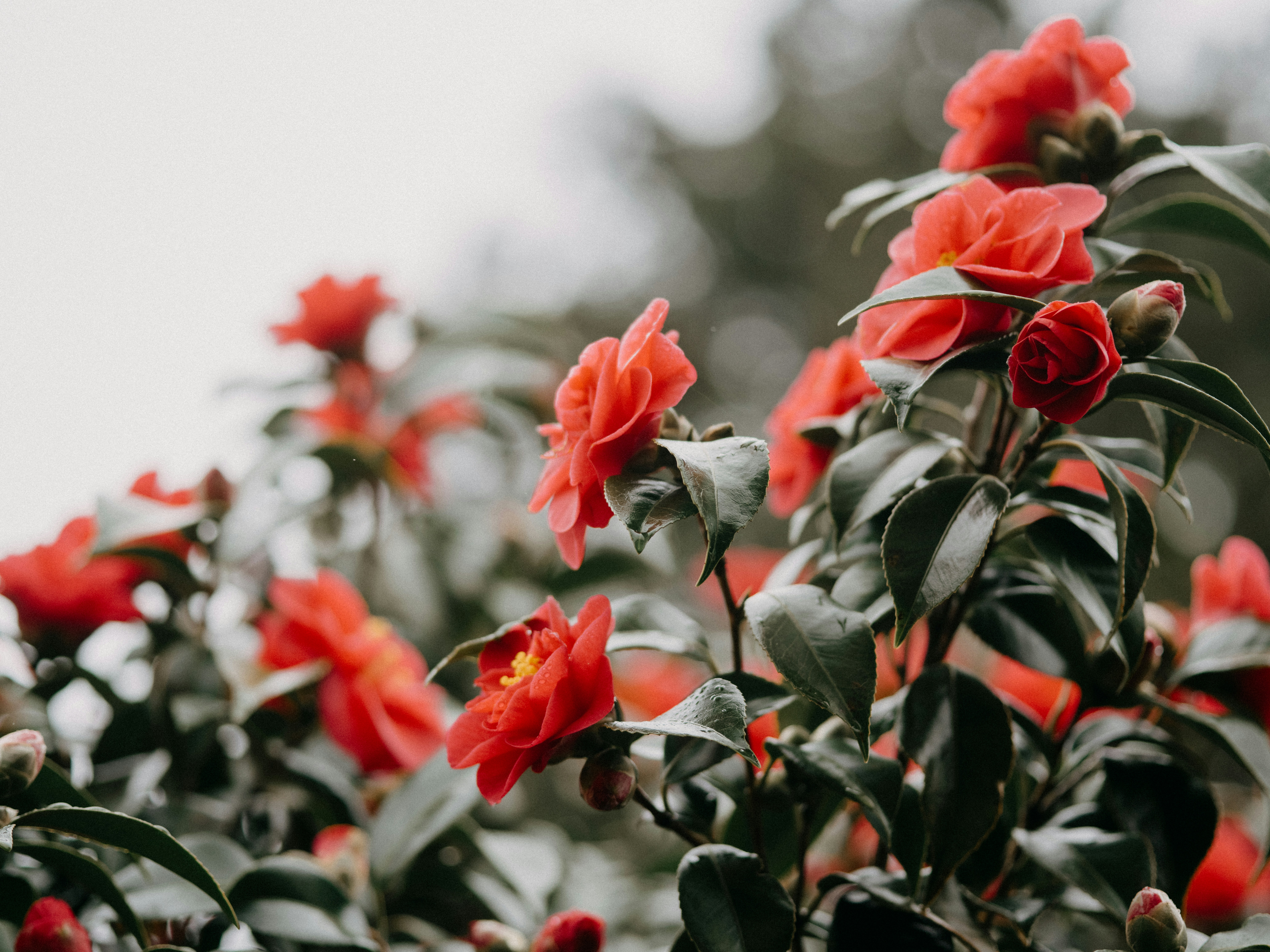 Photo by anniespratt