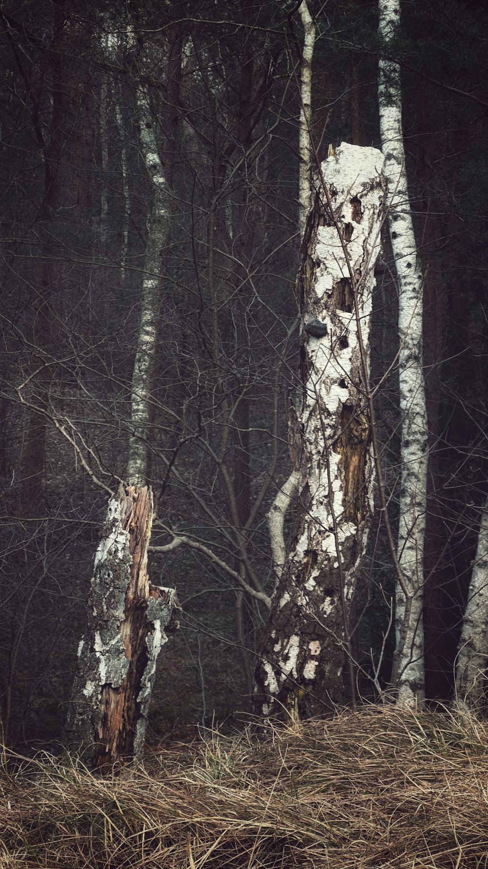 a forest filled with lots of trees covered in snow