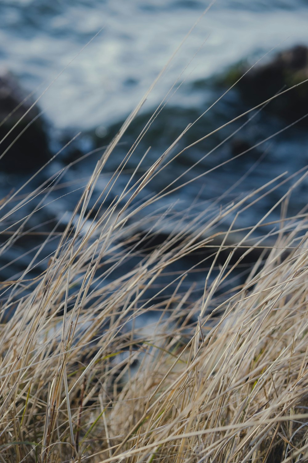 a close up of some grass near the water