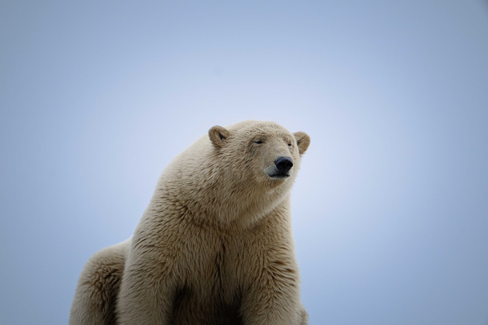 a polar bear sitting on top of a rock