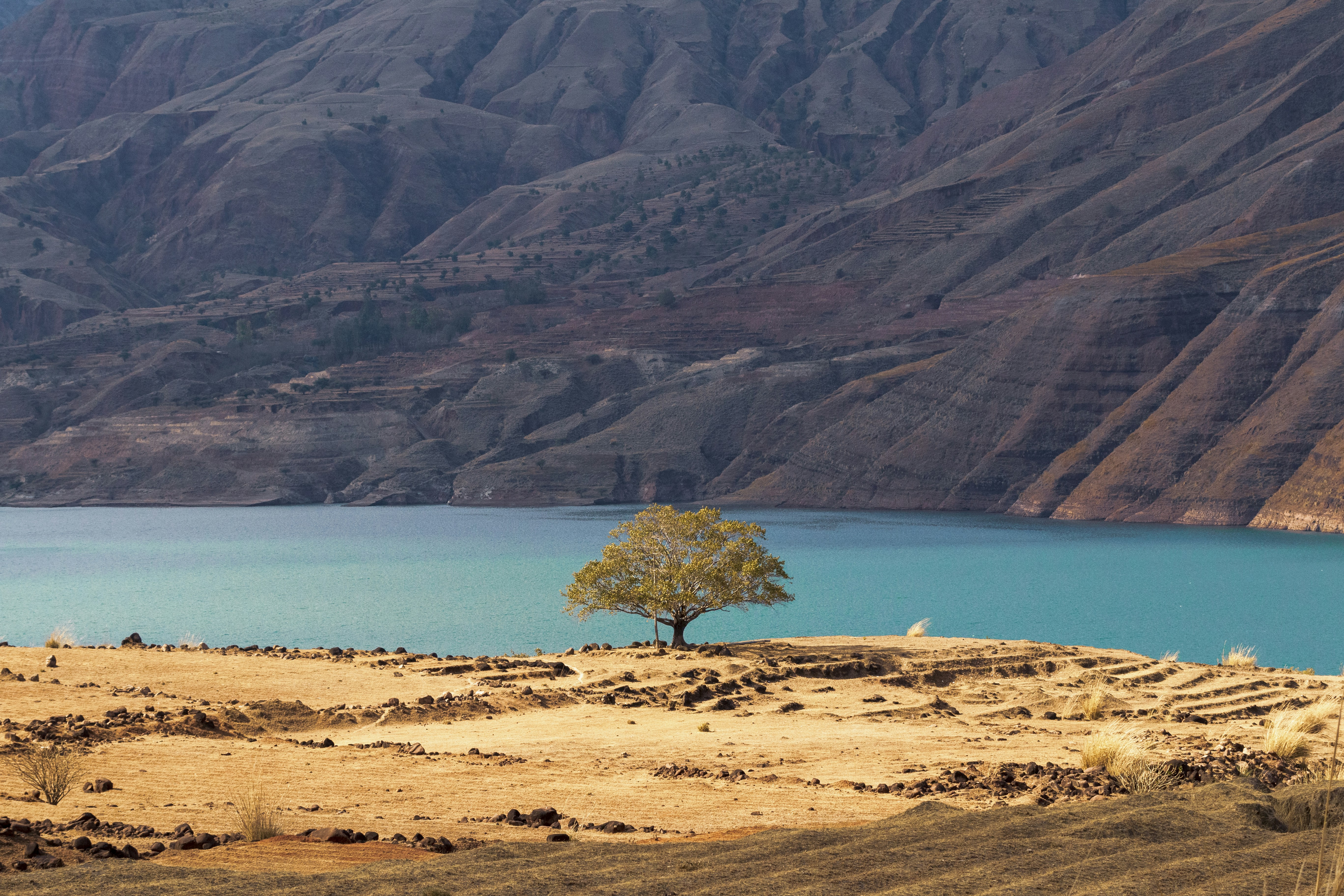 a lone tree in the middle of the desert