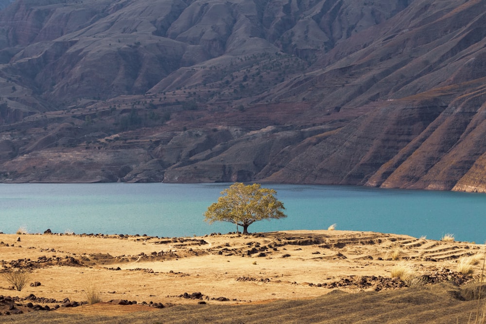 a lone tree in the middle of the desert