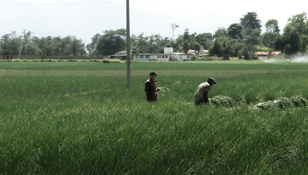 a couple of men standing in a lush green field