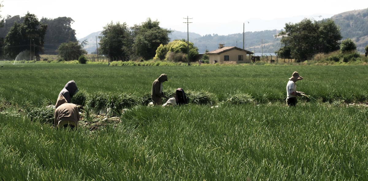 A crew of farm workers in a field of row crops