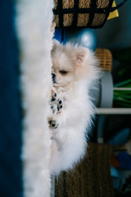 a small white dog standing on its hind legs