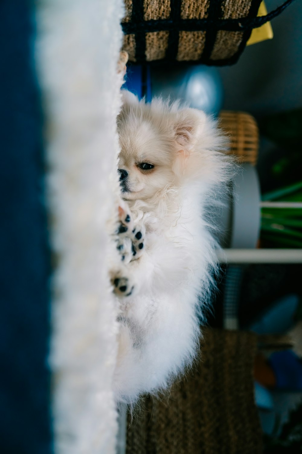 a small white dog standing on its hind legs