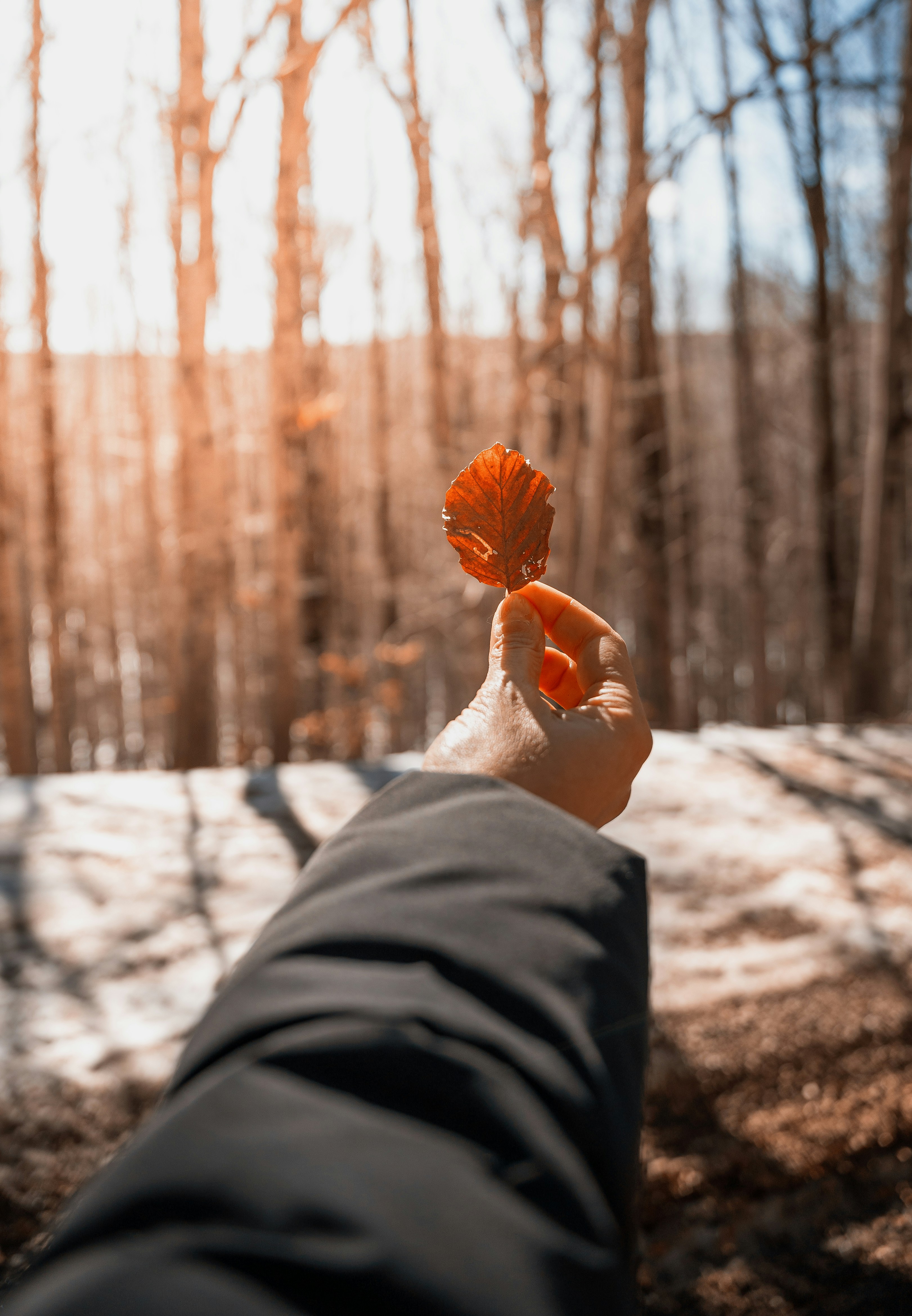 a person holding a flower in their hand