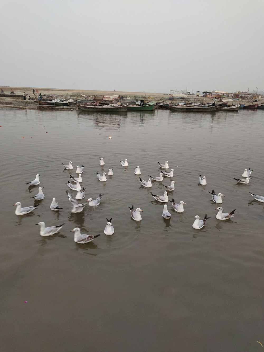 a flock of seagulls floating on top of a body of water