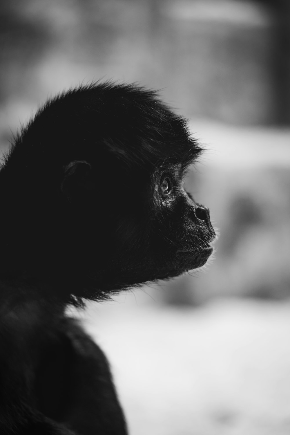 a black and white photo of a monkey