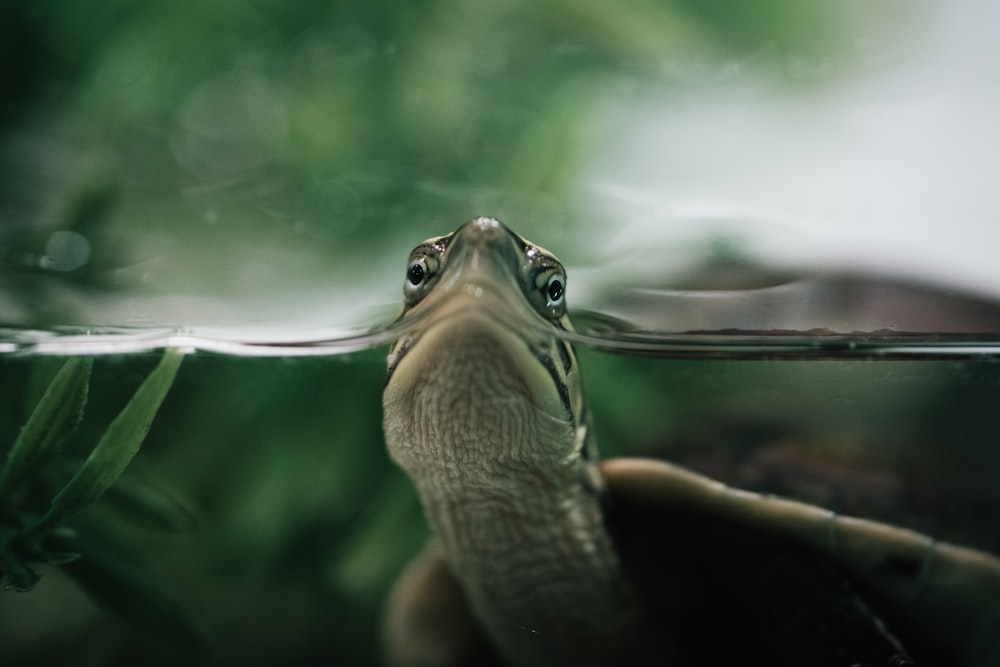 a close up of a turtle swimming in water