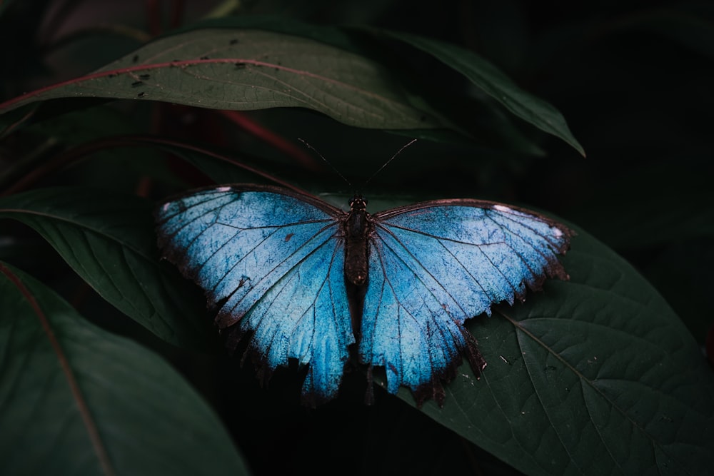 a blue butterfly sitting on top of a green leaf