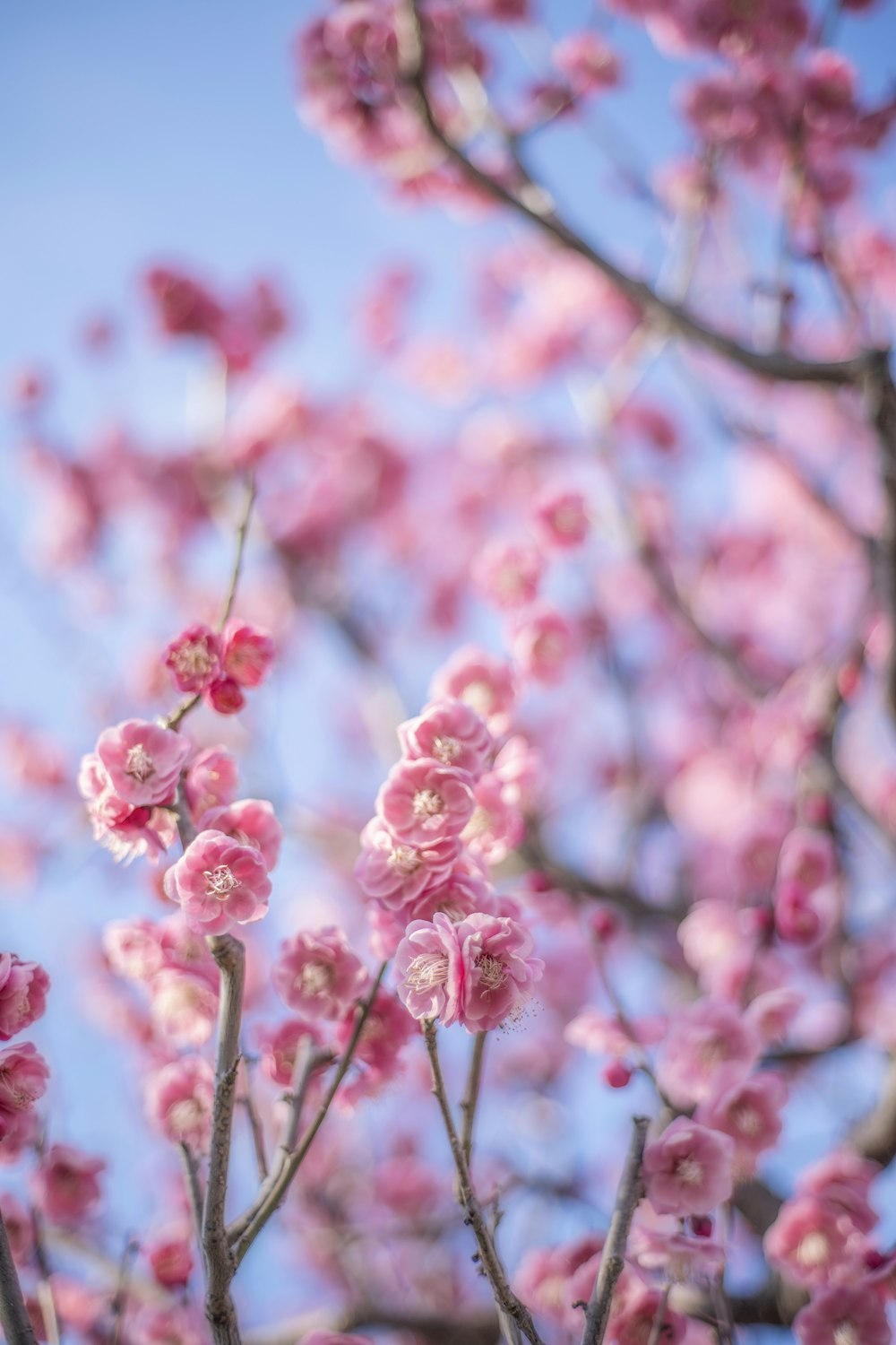 pink flowers are blooming on a tree